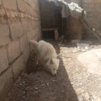 سگ هاسکی پاکوتاه