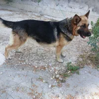 گرگی ماده معاوضه با سگ گله ای