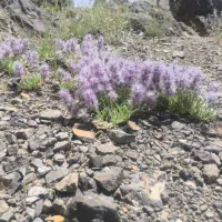آویشن  چای کوهی