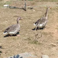 دوعدد غاز نر وماده