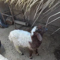 فروش گوسفند شهر حر