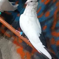 دمی