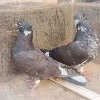 جوجه کفتر به شرط