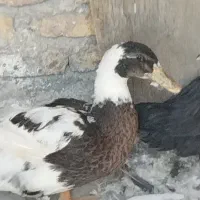 اردک