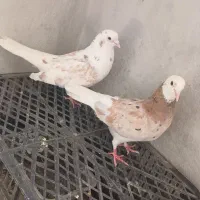 کفتر سرور