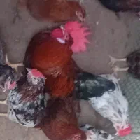 خروس اذان گو