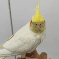 یک جفت عروس پاریس نر و ماده فول دستی