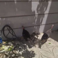 بقلمون