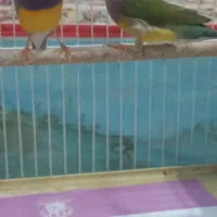 گلدین نرو ماده جفت