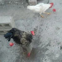 فروش چهار عدد خروس و یک عدد مرغ باهم