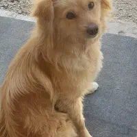 سگ نگهبان و خونگی