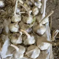 سیر باشاق