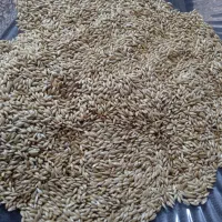 تخم کتان بوجاری شده محصول نمین