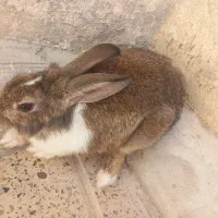 خرگوش جوان همراه با قفس