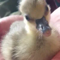جوجه غاز محلی