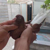 تعداد۳۰عدد فروشی ۲۵۰هزار تومن فقط و فقط یجایی