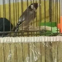 سهره نر|پرنده|صباشهر, |دیوار