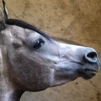نریان عرب دو سر وارداتی درشت هیکل پوزه مصری