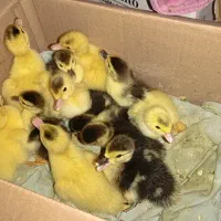 جوجه اردک اسرائیلی