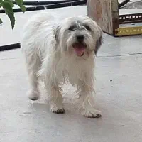 سگ معاوضه با پرنده قفسی