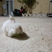 خرگوش