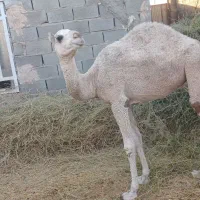 شتر|حیوانات مزرعه|بافق, |دیوار