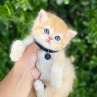 گربه خوشرنگ ترینا
