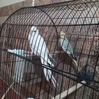 عروس هلندی نرو ماده