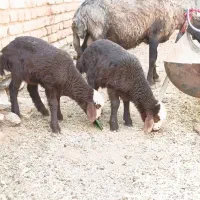 میش دوقلوزا.جوان.اصل جنس.بره ها روغنی.درجه ۱
