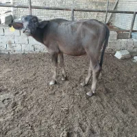گاومیش نر