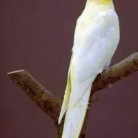 عروس ماده