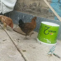 مرغ تخمگذار