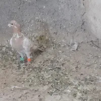 ابغ .افغانی