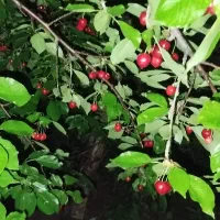 گیلاس تک دانه