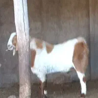 نربز