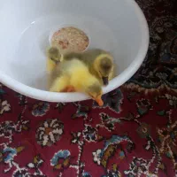 ۳ عدد غاز چند روزه زرنگ