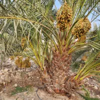 فروش دمیت(پاجوش نخل)برهی کبکاب بریمی خاصه خنیزی