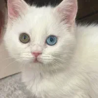 گربه|گربه|تهران, درختی|دیوار
