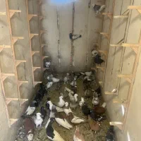 کفتر بهبهونی شهری