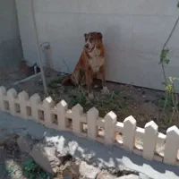 سگ نگهبان و صحرایی معاوضه بامرغ