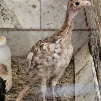 جوجه بوقلمون