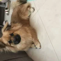 واگذاری سگ نژاد پامر اشپیتز پا کوتاه