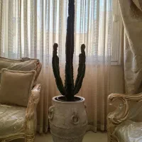 افوربیا اینجنس سن بالا
