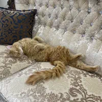 واگذاری آقا املت