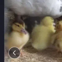 فروش جوجه اردک اسراییلی