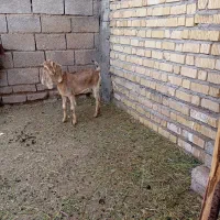 فروش کهره ماده