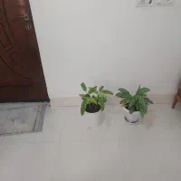 گل آپارتمانی با گلدان