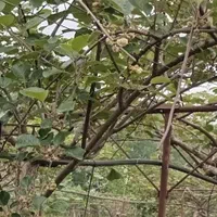 باغ / کیوی / ۱۸ هکتار ی