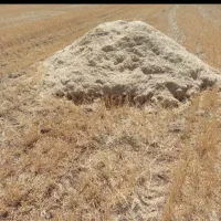 کاه گندم دیم
