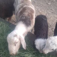 بره قوچ‌ پلنگی روزگاری